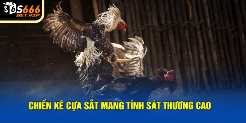 Chiến kê cựa sắt mang tính sát thương cao 