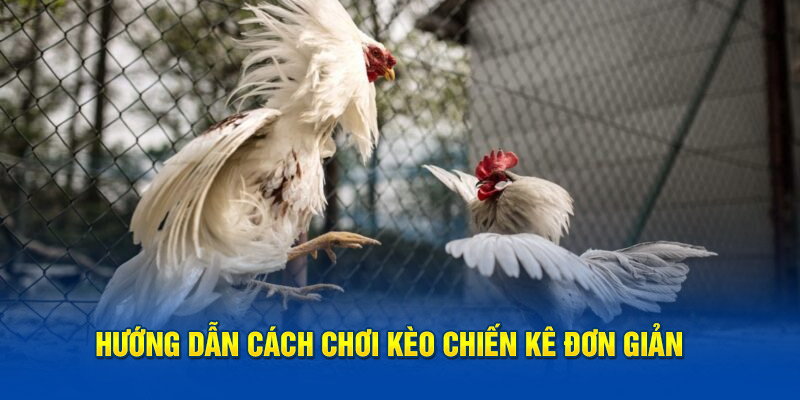 Hướng dẫn cách chơi kèo chiến kê đơn giản