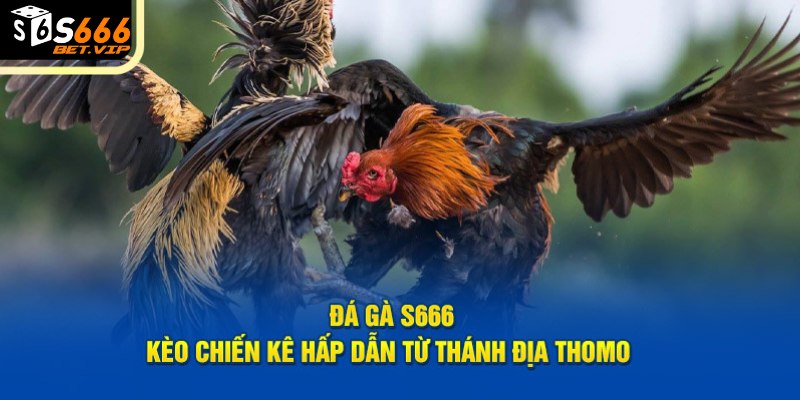 ưu điểm vượt trội của Đá Gà S666